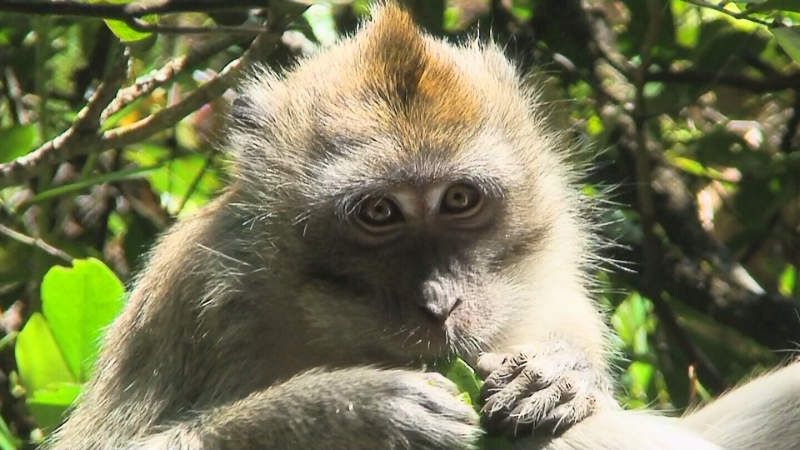 macaque monkey mauritius